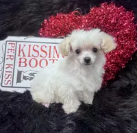 Jasper, a male Poodle - Toy  for sale in Walker, LA – Photo 3 of 10