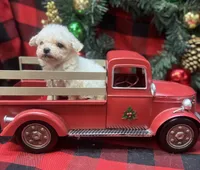 Jasper, a male Poodle - Toy  for sale in Walker, LA – Photo 10 of 10