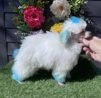 Jasper, a male Poodle - Toy  for sale in Walker, LA – Photo 3 of 10