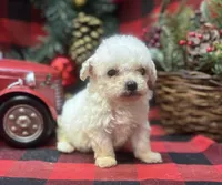 Jasper, a male Poodle - Toy  for sale in Walker, LA – Photo 8 of 10