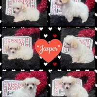 Jasper, a male Poodle - Toy  for sale in Walker, LA – Photo 6 of 10