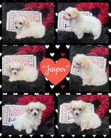 Jasper, a male Poodle - Toy  for sale in Walker, LA – Photo 2 of 10