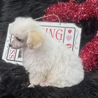Jasper, a male Poodle - Toy  for sale in Walker, LA – Photo 9 of 10