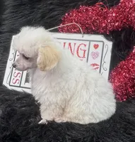Jasper, a male Poodle - Toy  for sale in Walker, LA – Photo 6 of 10