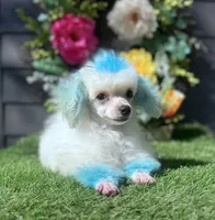 Jasper, a male Poodle - Toy  for sale in Walker, LA – Photo 2 of 10