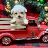 Jasper, a male Poodle - Toy  for sale in Walker, LA – Photo 10 of 10