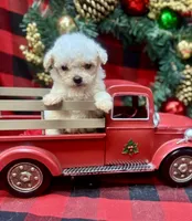 Jasper, a male Poodle - Toy  for sale in Walker, LA – Photo 7 of 10