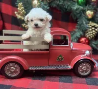 Jasper, a male Poodle - Toy  for sale in Walker, LA – Photo 9 of 10