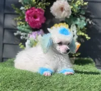 Jasper, a male Poodle - Toy  for sale in Walker, LA – Photo 1 of 10