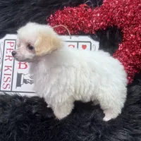 Jasper, a male Poodle - Toy  for sale in Walker, LA – Photo 7 of 10