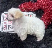 Jasper, a male Poodle - Toy  for sale in Walker, LA – Photo 4 of 10