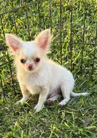Kazi, a male Chihuahua for sale in Walker, LA – 4 of 6