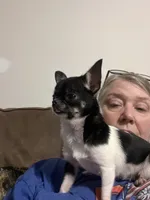 Tiny Heart, a female Chihuahua for sale in Walker, LA – 2 of 7