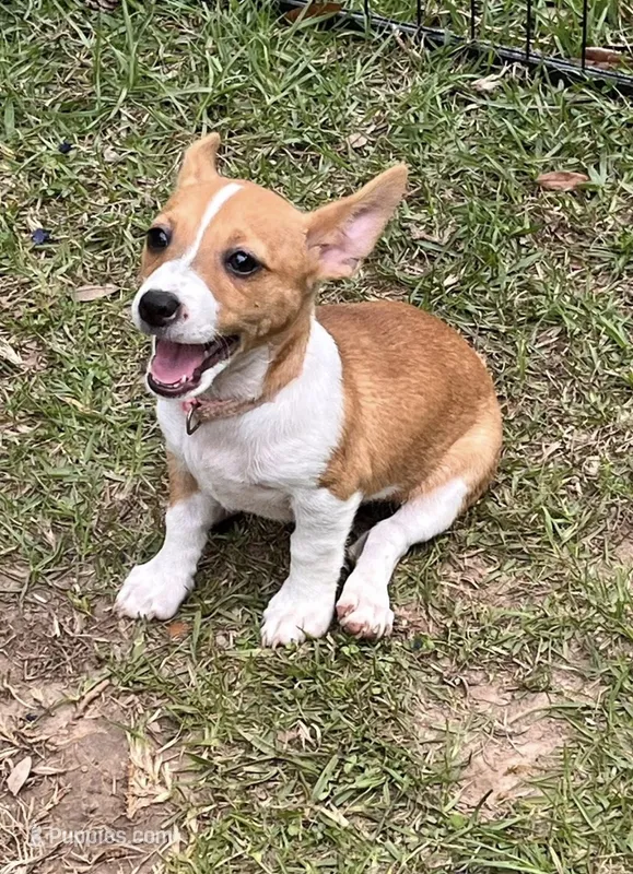 Misty, a female Teddy Roosevelt Terrier for sale in Walker, LA – 1 of 1