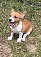 Misty, a female Teddy Roosevelt Terrier for sale in Walker, LA – 1 of 1