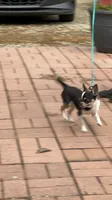 Tucker, a male Chihuahua for sale in Walker, LA – 2 of 5