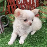 Kazi, a male Chihuahua for sale in Walker, LA – Photo 1 of 7