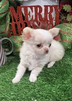 Kazi, a male Chihuahua for sale in Walker, LA – Photo 1 of 7