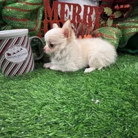 Kazi, a male Chihuahua for sale in Walker, LA – Photo 7 of 7