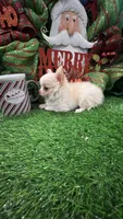 Kazi, a male Chihuahua for sale in Walker, LA – Photo 7 of 7