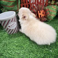 Kazi, a male Chihuahua for sale in Walker, LA – Photo 6 of 7