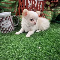 Kazi, a male Chihuahua for sale in Walker, LA – Photo 5 of 7