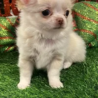 Kazi, a male Chihuahua for sale in Walker, LA – Photo 4 of 7