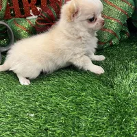 Kazi, a male Chihuahua for sale in Walker, LA – Photo 3 of 7