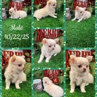 Kazi, a male Chihuahua for sale in Walker, LA – Photo 2 of 7