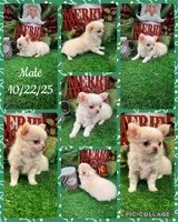 Kazi, a male Chihuahua for sale in Walker, LA – Photo 2 of 7