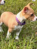 Diamond, a female Teddy Roosevelt Terrier for sale in Walker, LA – 2 of 2