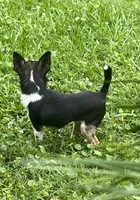 Tucker, a male Chihuahua for sale in Walker, LA – 5 of 5