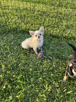 Kazi, a male Chihuahua for sale in Walker, LA – 6 of 6