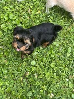 Dax, a male Yorkshire Terrier for sale in Walker, LA – 4 of 4