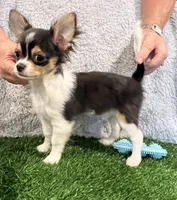 Lover Boy, a male Chihuahua for sale in Walker, LA – 2 of 6