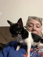 Tiny Heart, a female Chihuahua for sale in Walker, LA – 3 of 7