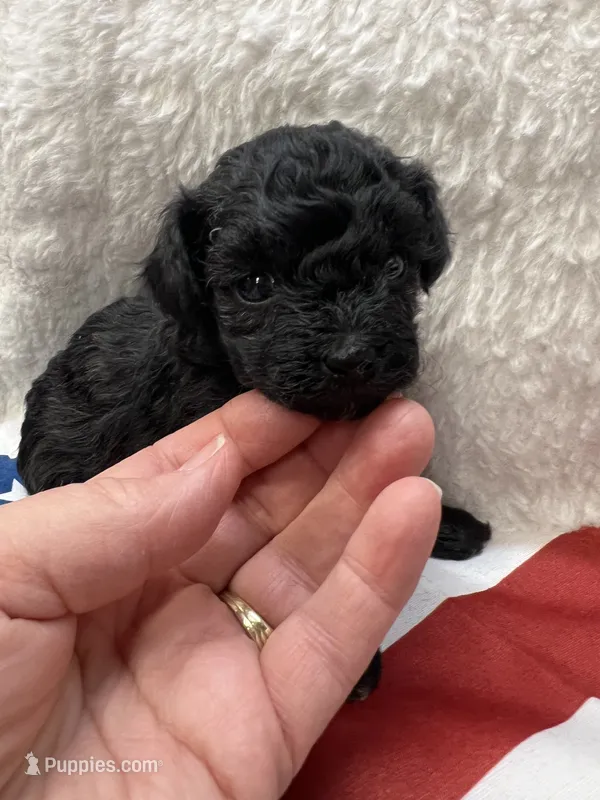 Sable – Poodle - Toy  puppy for sale in Walker, LA