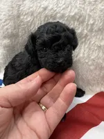 Sable, a female Poodle - Toy  for sale in Walker, LA – 1 of 5
