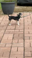 Tucker, a male Chihuahua for sale in Walker, LA – 4 of 5