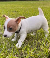 Ghost, a male Teddy Roosevelt Terrier for sale in Walker, LA – 2 of 2