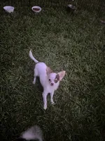 Bullseye, a male Chihuahua for sale in Walker, LA – 5 of 6
