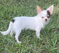 Bullseye, a male Chihuahua for sale in Walker, LA – 8 of 9
