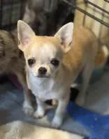 Tucker, a male Chihuahua for sale in Walker, LA – Photo 2 of 4