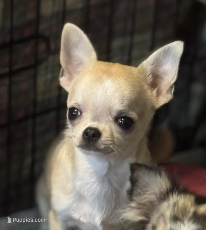 Tucker, a male Chihuahua for sale in Walker, LA – Photo 1 of 4