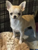 Tucker, a male Chihuahua for sale in Walker, LA – Photo 3 of 4