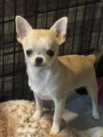 Tucker, a male Chihuahua for sale in Walker, LA – Photo 4 of 4