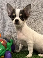 Peekaboo, a male Chihuahua for sale in Walker, LA – 1 of 4
