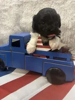 Bunny, a female Poodle - Toy  for sale in Walker, LA – 4 of 7