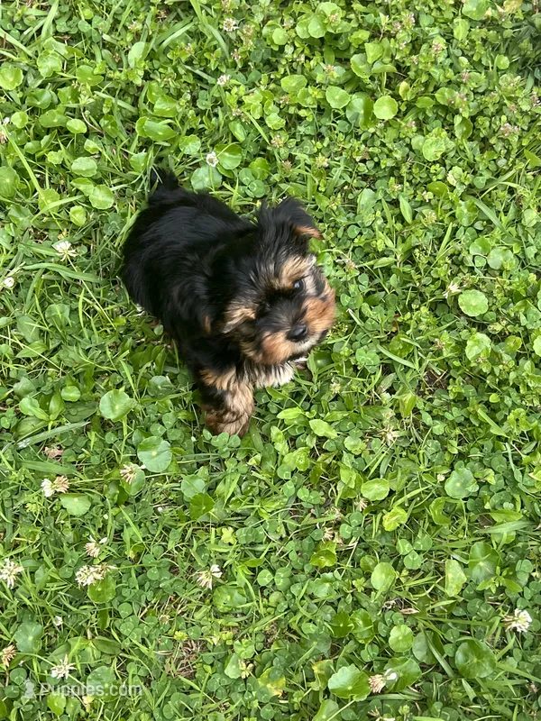 Dax – Yorkshire Terrier puppy for sale in Walker, LA