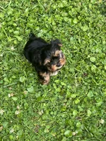 Dax, a male Yorkshire Terrier for sale in Walker, LA – 1 of 4